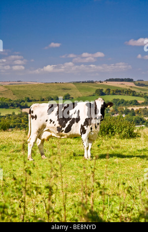 A black and white Holstein Friesian dairy cow standing in a field on a sunny day in the Marlborough Downs in Wiltshire Stock Photo