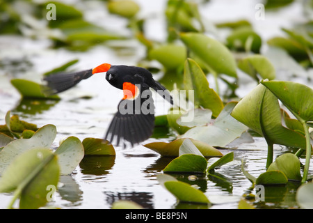 Red-winged Blackbird (Agelaius phoeniceus phoeniceus) male taking flight above a marsh with lily pads in background Stock Photo