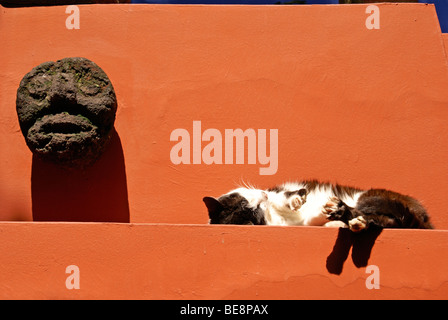 Sleeping cat at the Museo Frida Kahlo, also known as the Casa Azul, or Blue house, Coyoacan, Mexico City Stock Photo