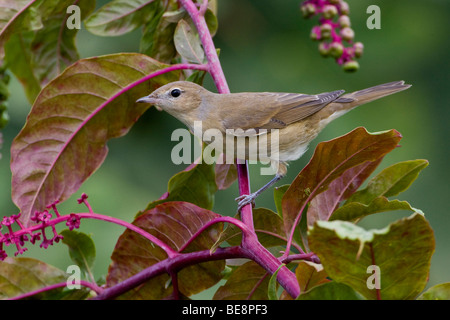 Tuinfluiter zittend op tak volgeladen met besjes. Gardenwarbler sitting on a twig loaded with berries. Stock Photo