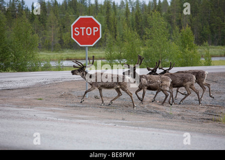 Reindeer (Rangifer tarandus) in the road with a stop sign, E10, Sweden, Scandinavia, Europe Stock Photo