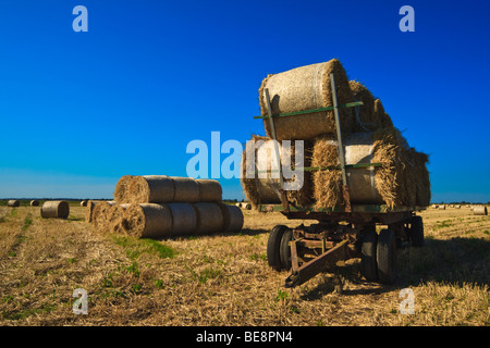 Circular straw bales on trailer in recently cut field, Aldreth, Cambridgeshire Stock Photo
