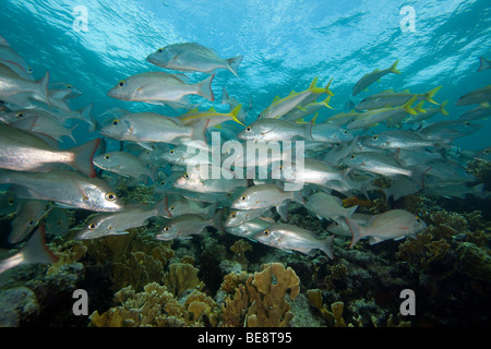 School of Mahogany Snapper (Lutjanus mahogoni) and Yellow Goatfish (Mulloidichthys martinicus) over a tropical corral reef. Stock Photo