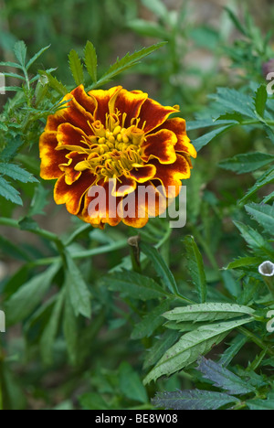French marigold flower.Tagetes Stock Photo