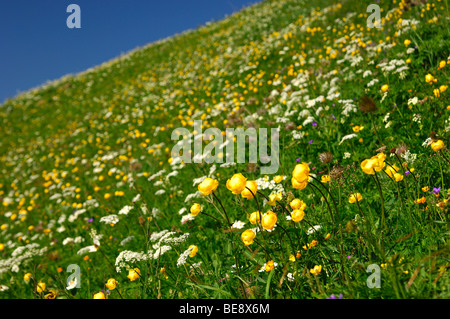 Yellow globe-flowers (Trollius europaeus) on an alpine pasture in the Bernese Oberland, Switzerland, Europe Stock Photo