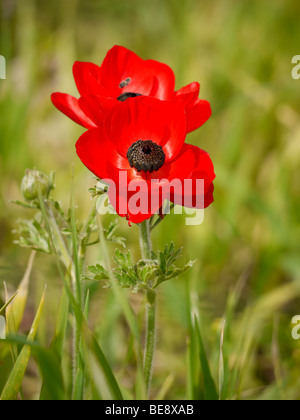 Israel, Golan Heights, Close up of a red poppy anemone or Spanish marigold (Anemone coronaria) Stock Photo