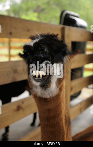 A llama on a farm. Stock Photo