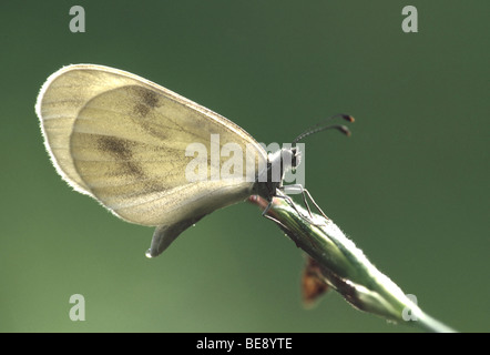 Boswitje (Leptidea sinapis) Wood white (Leptidea sinapis) Stock Photo