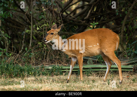 Bushbuck (Tragelaphus scriptus), Maasai Mara National Reserve, Kenya Stock Photo