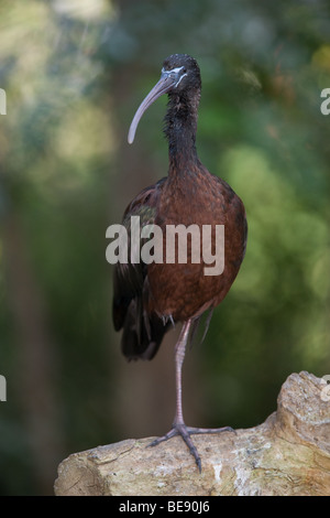 Glossy Ibis - Plegadis falcinellus Stock Photo