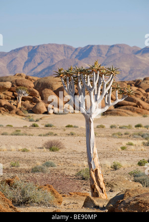 Quiver Tree (Aloe dichotoma) in front of granite rocks in the Namib-Naukluft National Park, Namibia, Africa Stock Photo