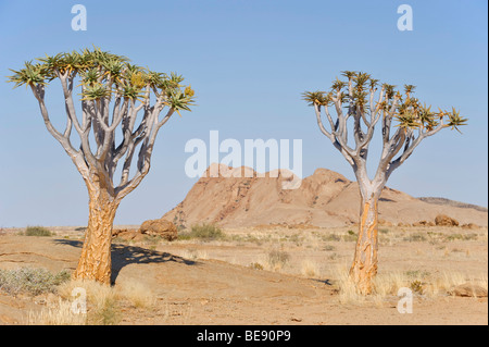 Quiver trees (Aloe dichotoma) in front of the Namibias Ayers Rock, Namib-Naukluft National Park, Namibia, Africa Stock Photo
