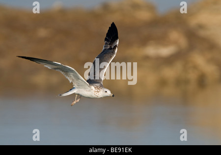 onvolwassen Pontische Meeuw; immature Caspian Gull Stock Photo