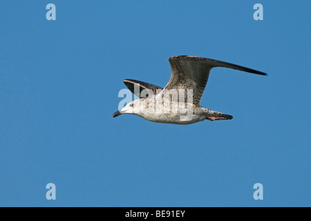juveniele Pontische Meeuw; juvenile Caspian Gull flying by Stock Photo