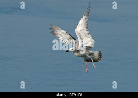juveniele Pontische Meeuw langsvliegend; juvenile Caspian Gull flying by Stock Photo