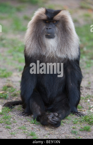 Lion-tailed Macaque - Macaca silenus Stock Photo