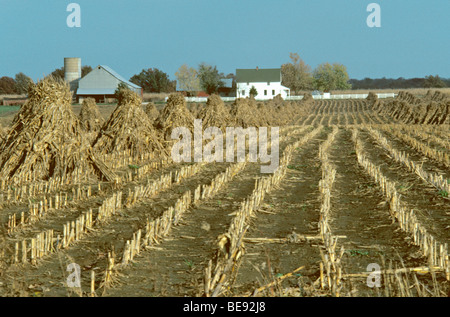 Corn stored in Amish field as corn shocks, Missouri USA Stock Photo