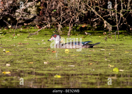 Immature male Wood Duck Stock Photo