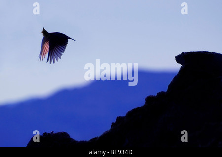 Silhouet van vliegende kuifleeuwerik tegen blauwe avondlucht; Silhouete of flying Crested lark against a blue evening sky