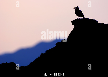 Singing Crested Lard on Lesbos on a rock against a blue eveningsky