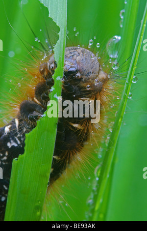 Rups van rietvink (euthrix potatoria) op rietstengel; Caterpillar of drinker moth on reed Stock Photo