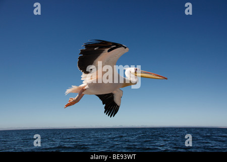 Great White Pelican (Pelecanus onocrotalus) in Sandwich Bay on the coast of Namibia Stock Photo