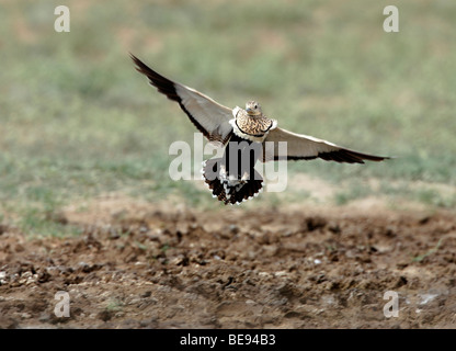 Landende Zwartbuikzandhoen met uitgespreide vleugels. Black-bellied Sandgrouse landing with outstretched wings. Stock Photo