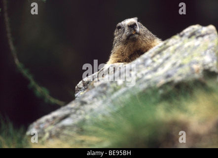 Alpine marmot (Marmota marmota) on rock, Gran Paradiso NP, Italy Stock Photo
