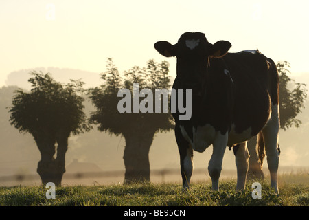 Row of pollard Ash (Fraxinus excelsior) with cow in mist at sunrise, Belgium Stock Photo