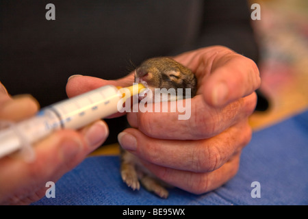 Young cottontail rabbit, 5 days old, being hand fed formula at cottontail rehabilitation facility, Flagstaff, Arizona Stock Photo