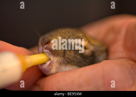 Young wild cottontail rabbit, 5 days old, being hand fed formula at cottontail rehabilitation facility, Flagstaff, Arizona Stock Photo