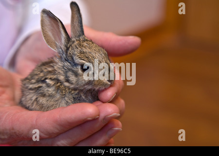 Young cottontail rabbit, 20 days old, being hand held at Cottontail and Jackrabbit Rehabilitation facility, Flagstaff, Arizona Stock Photo