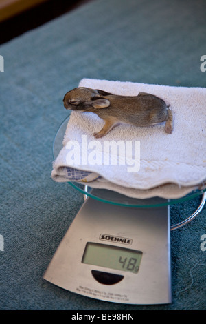 Young cottontail rabbit, 5 days old, being weighed at wild rabbit rehabilitation facility, Flagstaff, Arizona, BEAN AL Pix 0280 Stock Photo