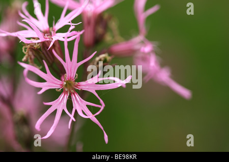 Grassland with Ragged Robin (Lychnis flos-cuculi), valley of Durme, Belgium Stock Photo