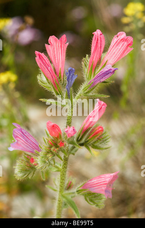 Israel, Echium angustifolium, Hispid Viper's-bugloss Stock Photo