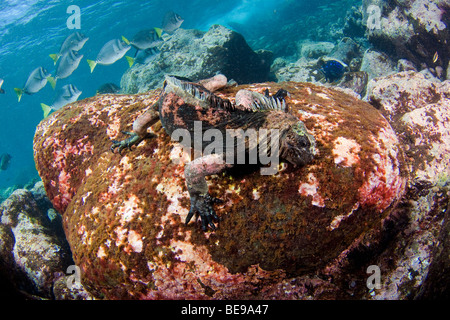 Marine iguana, Amblyrhynchus cristatus, (endemic) feeding underwater on algae, Galapagos, Equador. Stock Photo