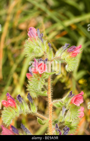 Israel, Echium angustifolium, Hispid Viper's-bugloss Stock Photo