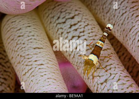 A squat anemone shrimp, Thor amboinensis, on a giant anemone, Condylactis gigantean, Bonaire, Caribbean. Stock Photo