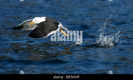 Vliegbeeld van een kleine mantelmeeuw met doorstart over het water; Fly shot of a Lesser Black-backed Gull with aborted landing.