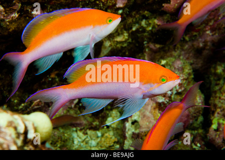 The biclor anthias, Pseudanthias bicolor, is the most common of this family in Hawaii. Stock Photo