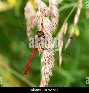 Bloedrode heidelibel; Ruddy Darter; Sympetrum sanguineum; Stock Photo