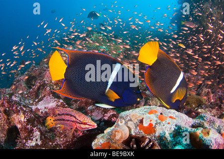 A reef scene king angelfish, Holacanthus passer, and a Mexican hogfish adult female phase, Bodianus diplotaenia, Galapagos. Stock Photo