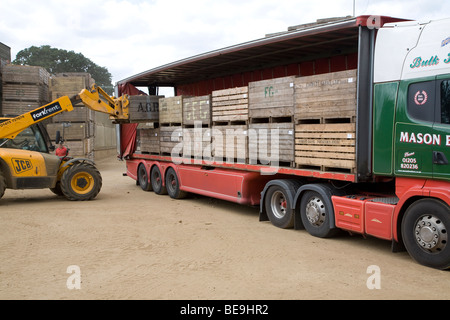 Potatoes in crates loaded on lorry Shottisham Suffolk England Stock Photo