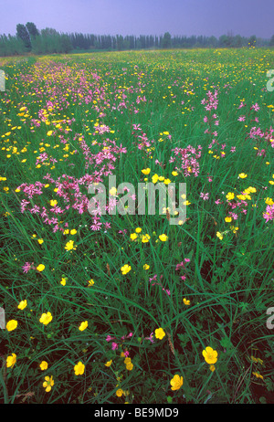 Grassland with Ragged Robin (Lychnis flos-cuculi) and Meadow buttercup Stock Photo