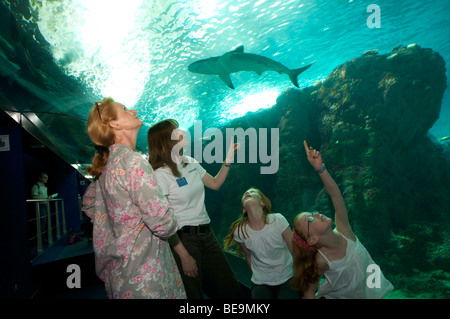 Brest (29): 'Océanopolis', a high-tech sea-life center Stock Photo