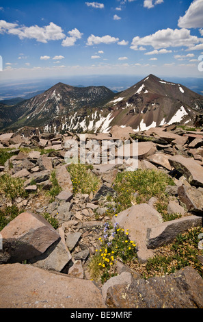 Alpine tundra wildflowers above timberline, Humphreys Trail in Kachina Peaks Wilderness Area, San Francisco Peaks, Arizona, USA Stock Photo