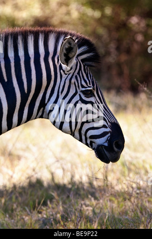 Zebra (Equus quagga) in the Savuti Region of Botswana Stock Photo