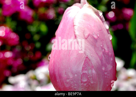 Close up of a closed pink tulip with water droplets