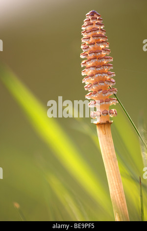 Heermoes (Equisetum arvense), Belgi Field horsetail (Equisetum arvense), Belgium Stock Photo