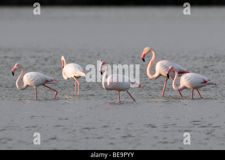 Vijf (5) Europese Flamingo's voortschrijdend in het water op zoek naar voedsel.Five (5) European Flamingoes striding on the water looking for food. Stock Photo